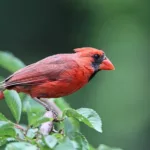 cardinal, bird, nature