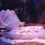 cuttlefish, fish, sea creatures