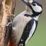 great spotted woodpecker, nuthatch, bird