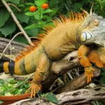 iguana, close up, lizard