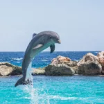 dolphin, aquarium, jumping